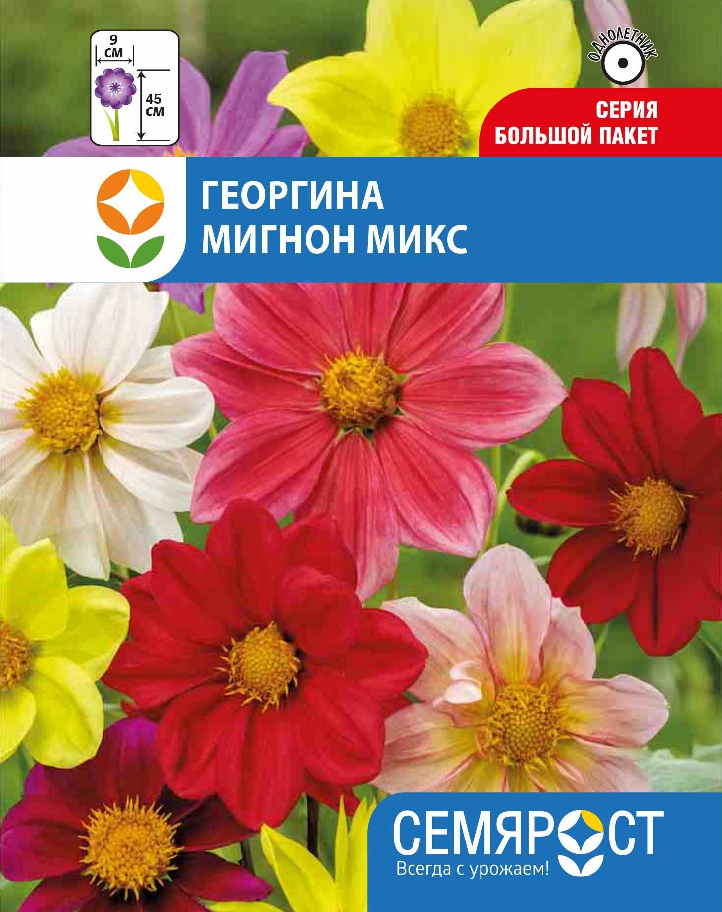 Георгина Мигнон микс 02 гр с-р