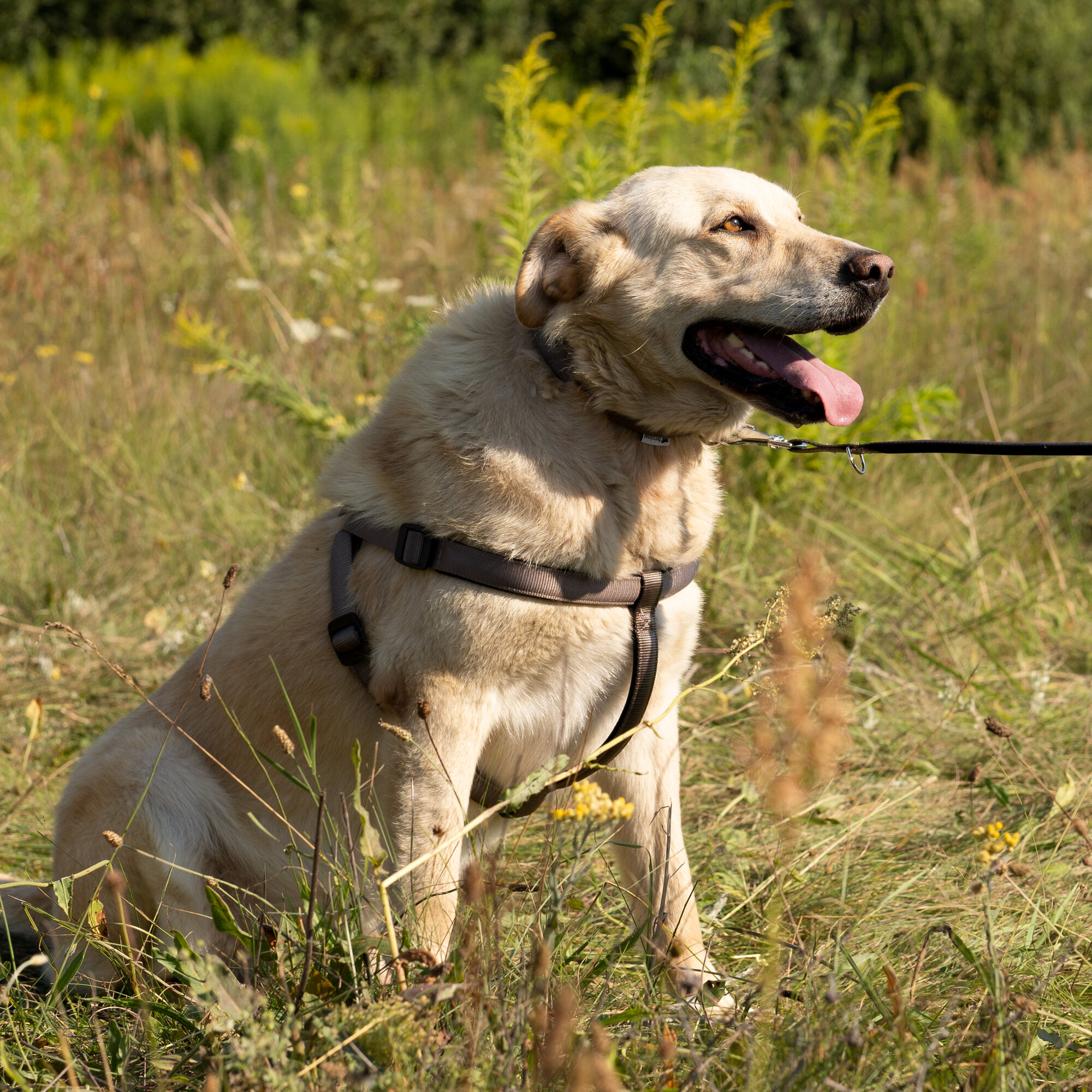 Изображение Шлейка для собак Ferplast DAYTONA M с мягкой подкладкой, коричневая