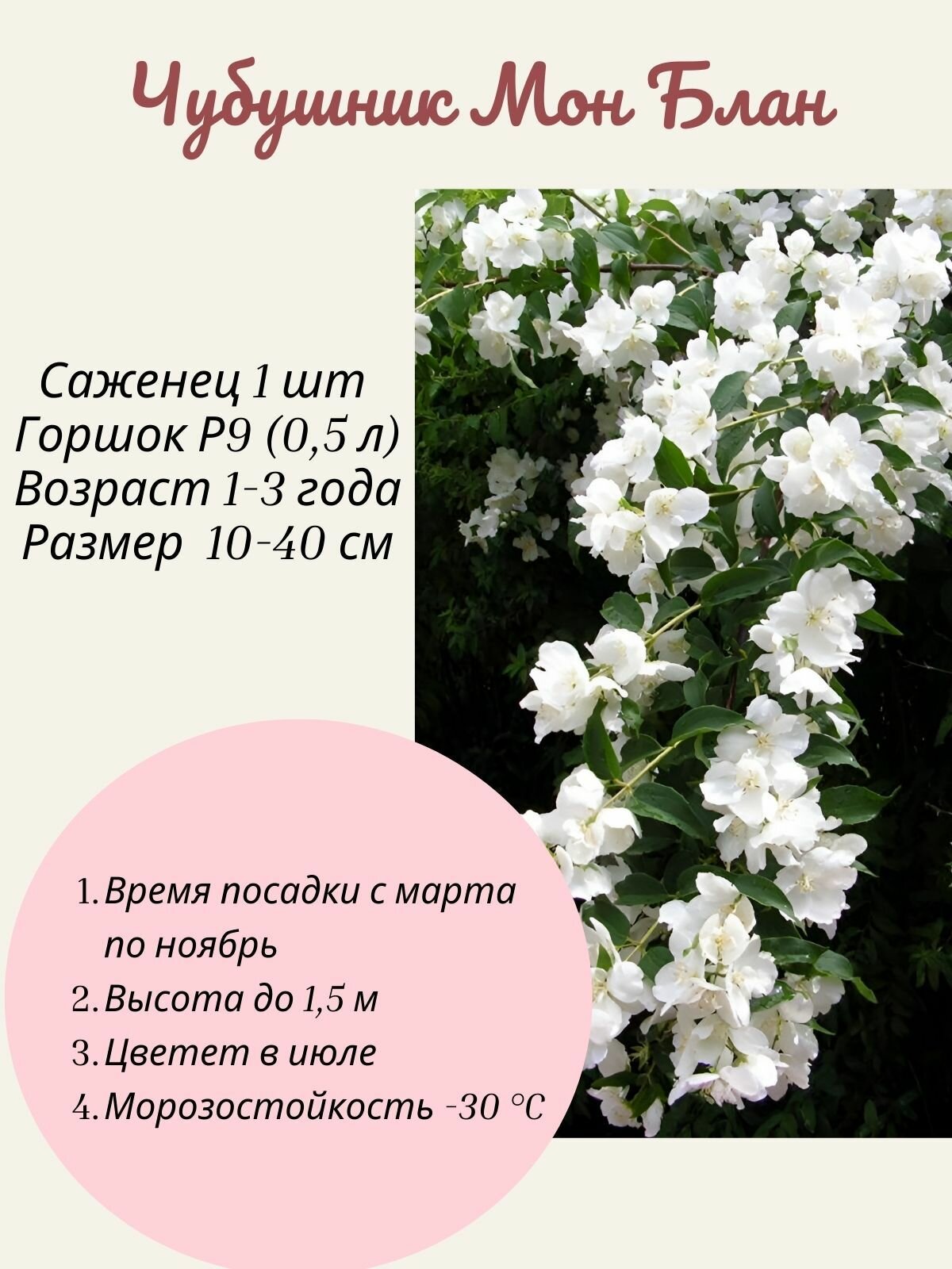 Чубушник (жасмин) Мон Блан 1 шт саженец в горшке Р9