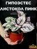 Гипоэстес Листоколосковый Пинк (Hypoestes Phyllostachya Pink) D8с...