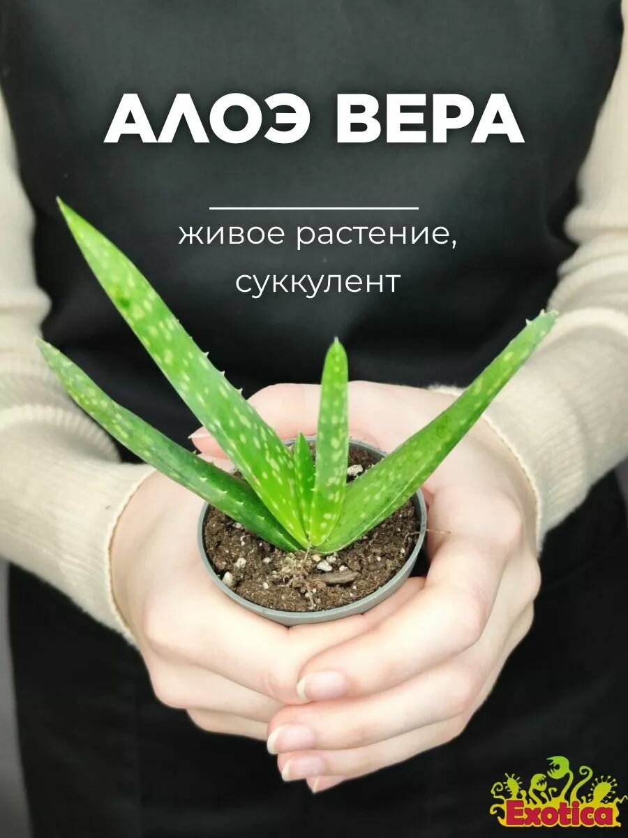 Алоэ Вера (Aloe Vera) D5см растение (саженец)