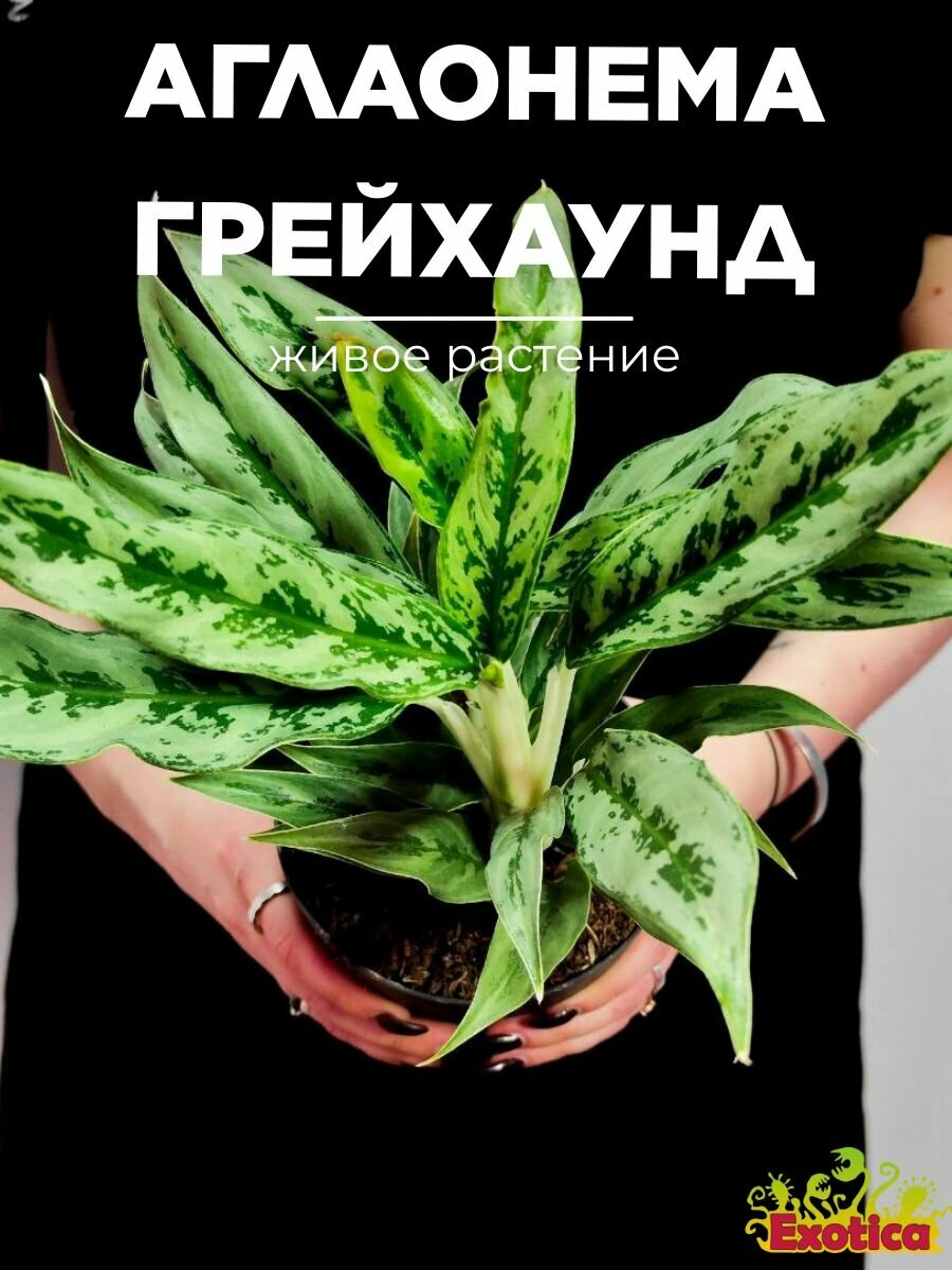 Аглаонема Грейхаунд (Aglaonema Greyhound) D12см домашнее растение