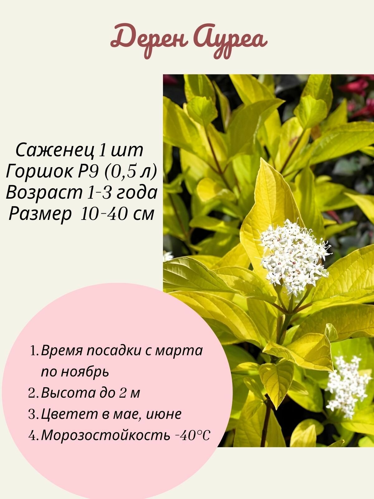 Дерен Ауреа 1 шт саженец в горшке Р9