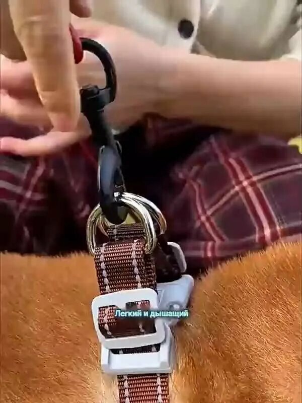 Картинки Поводок-шлейка для собак типа Шиба-ину-корги для маленьких и средних собак