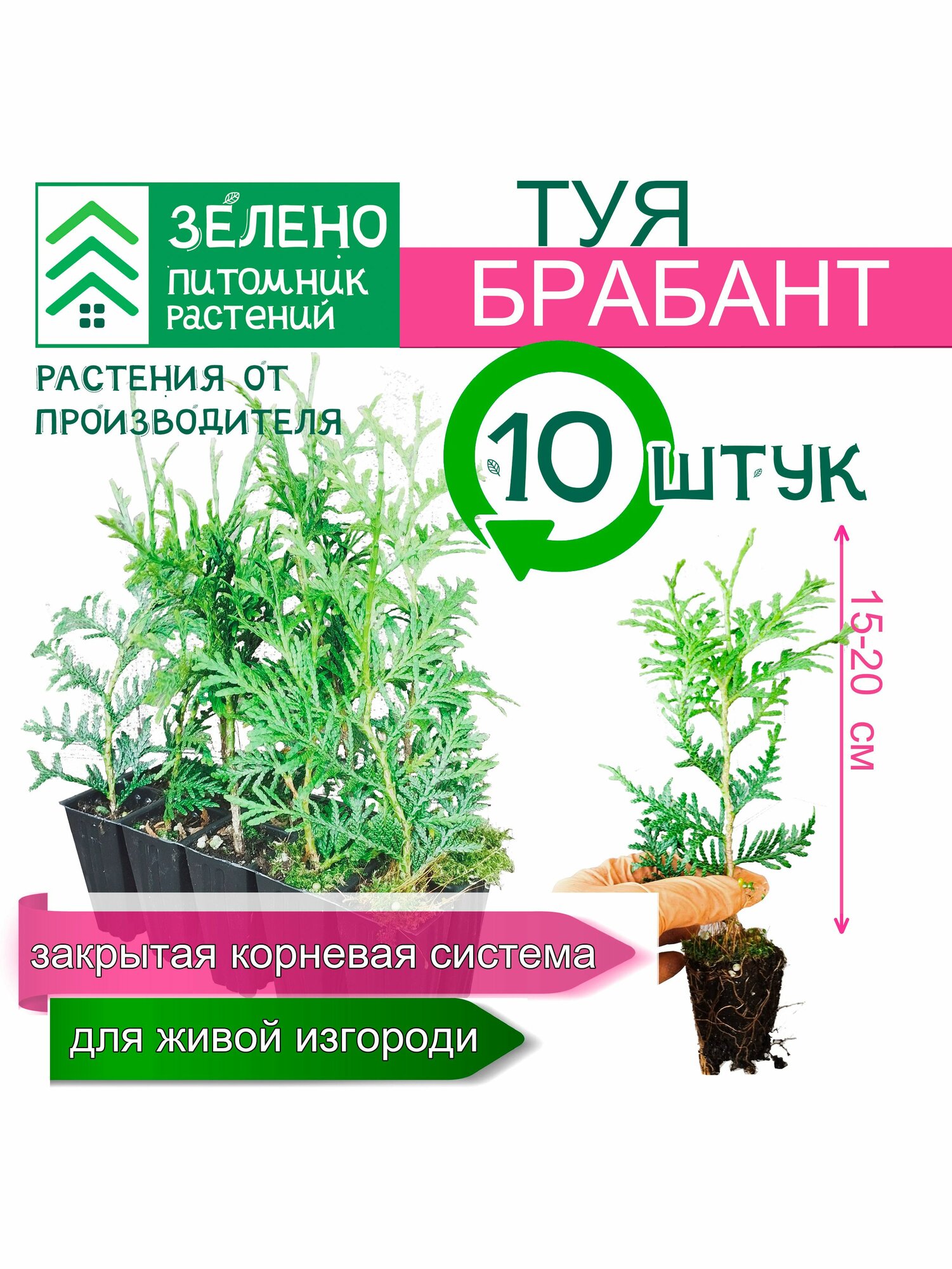 Туя Брабант 15-20 см 10 саженцев набор