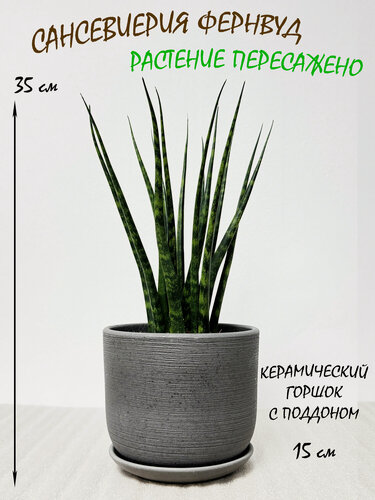 Изображение товара Сансевиерия Фернвуд в сером керамическом горшке с поддоном, высота 35-40см