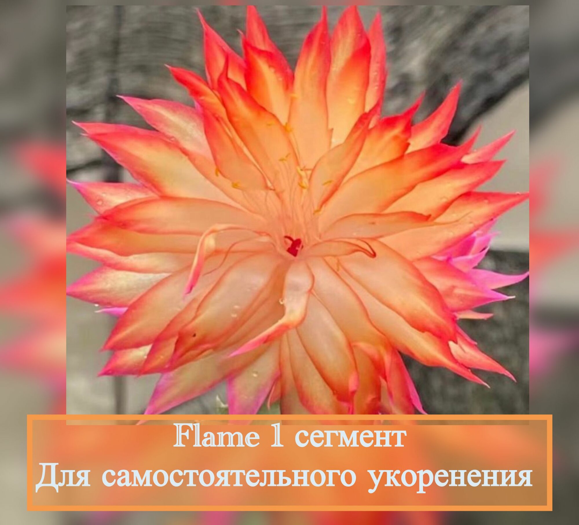 Flame шлюмбергера/декабрист