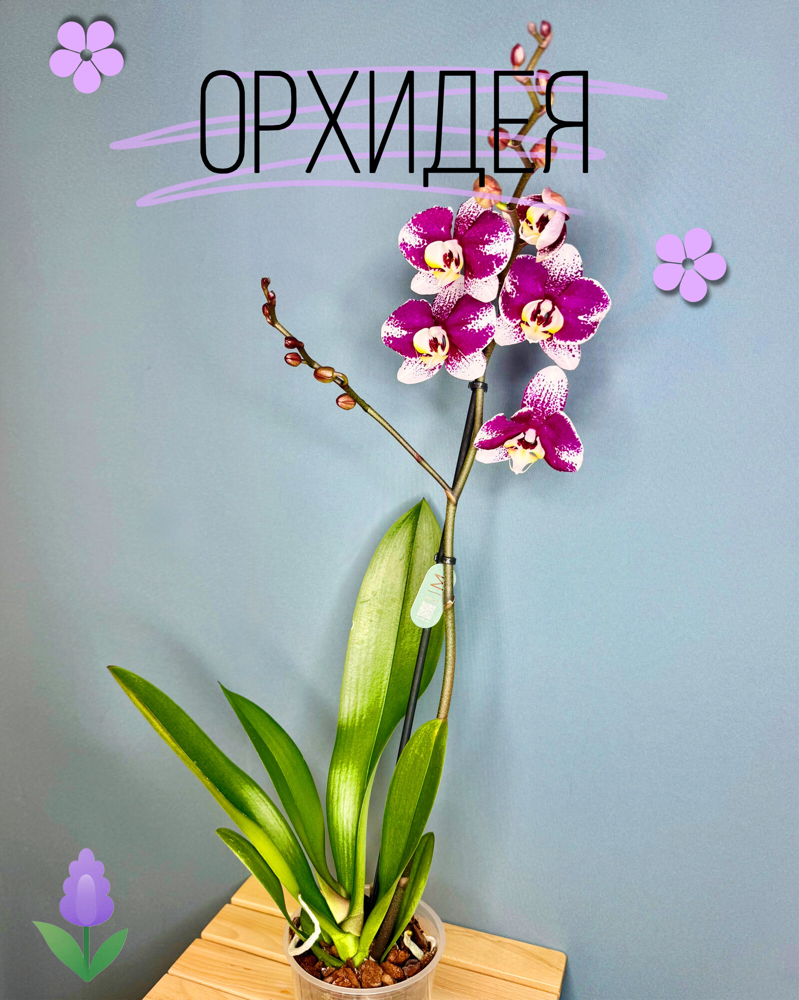 Орхидея Фаленопсис Макси 1 цветонос (Phalaenopsis) — яркая игра цвета в каждом лепестке