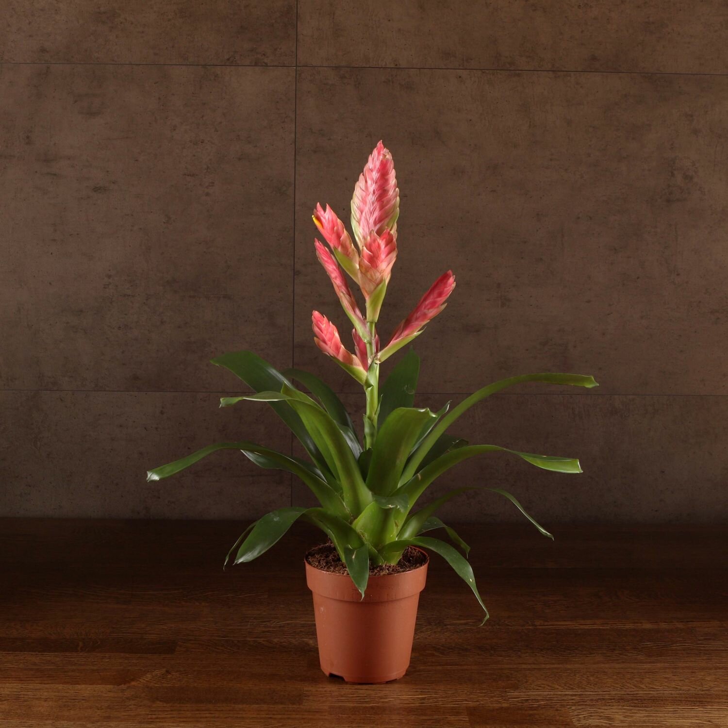 Вриезия Стрим розовая 50/12