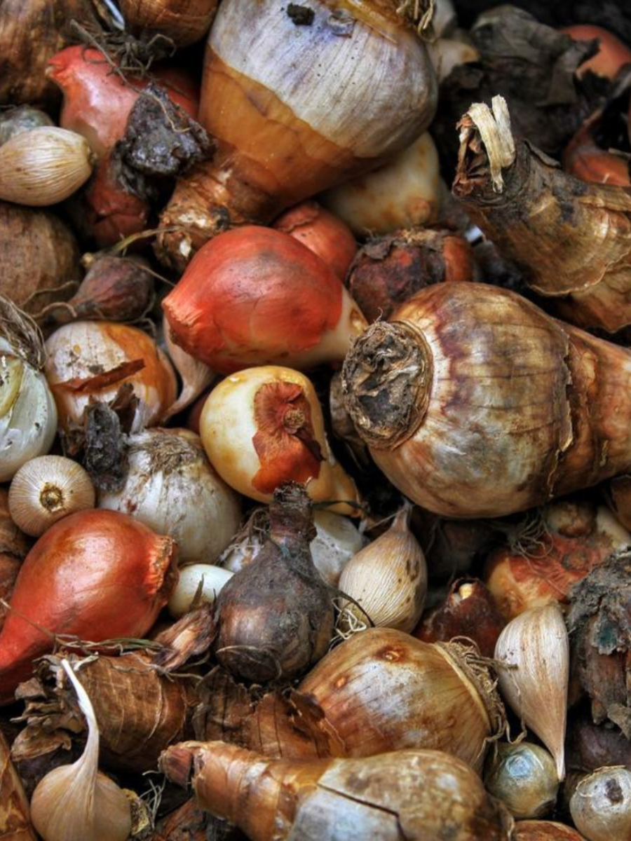 Луковицы крокуса , Купи Цветы MIX, многолетние, ( 10 луковиц ) — фото 1