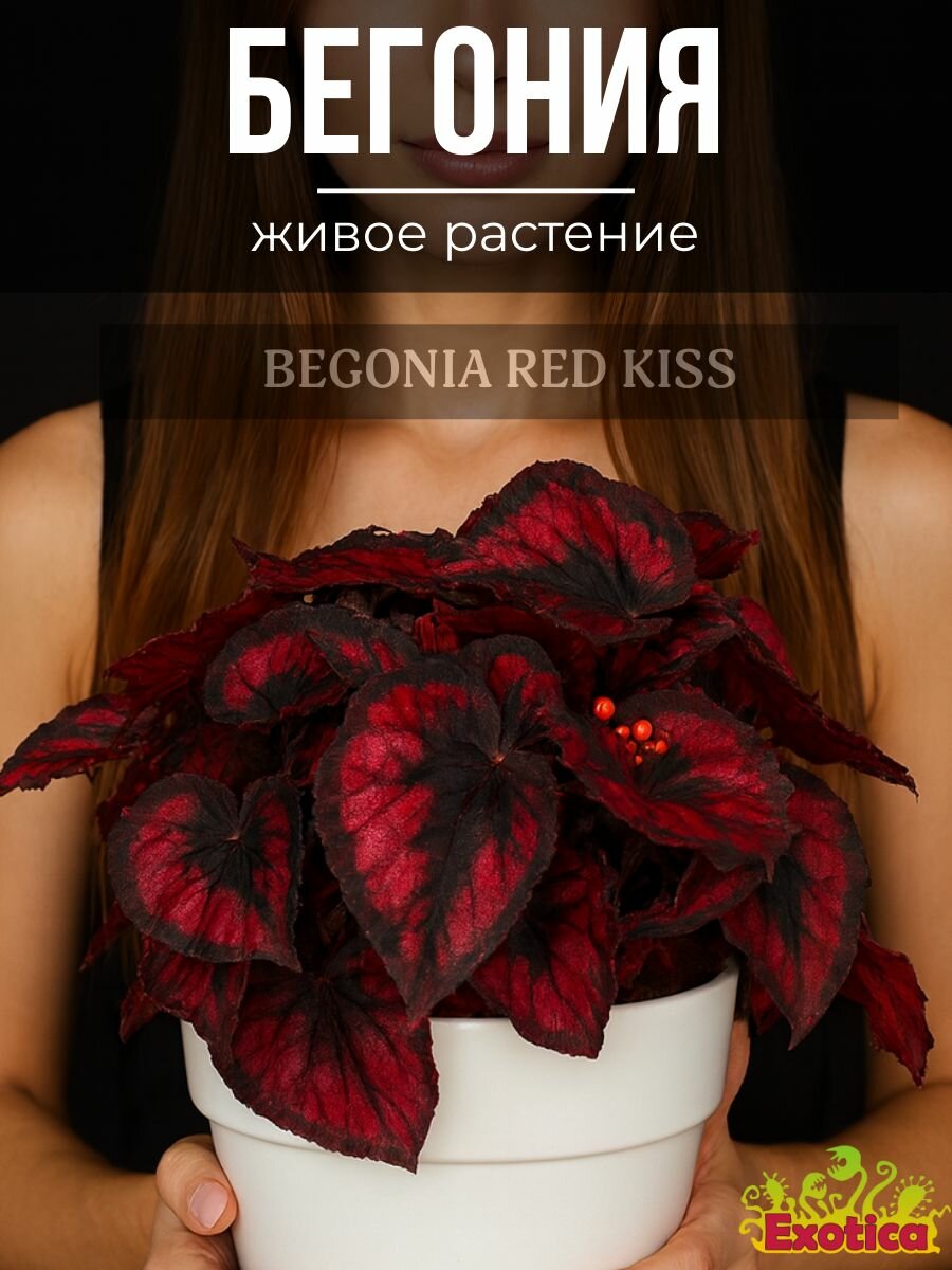 Бегония Красный Поцелуй или Бегония Ред Кисс (Begonia Red Kiss) D6см живое растение