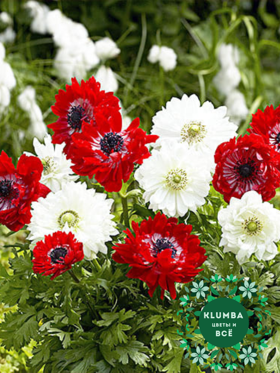 Луковицы цветов , Клумба , Луковицы Анемоны RED AND WHITE ( 10 шт )