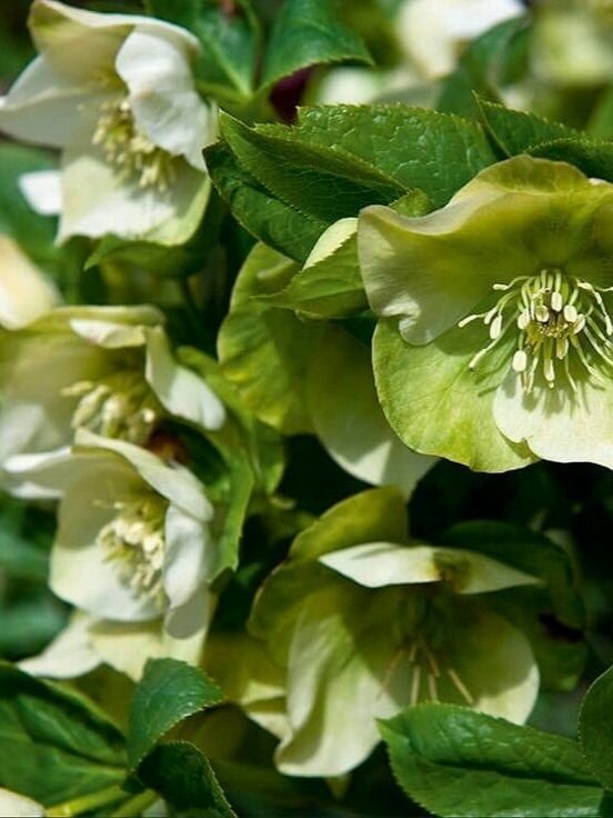 Морозник Spring Bright (корневище для посадки 1 шт)/ клубни луковицы делёнки многолетних растений / многолетник / для дачи сада дома и балкона/