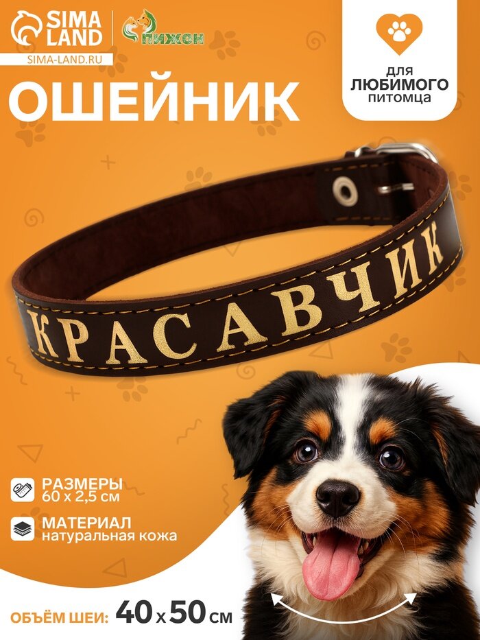 Ошейник «Красавчик», 60×2.5 см, однослойный, тиснение фольгой, кожа, цвет микс