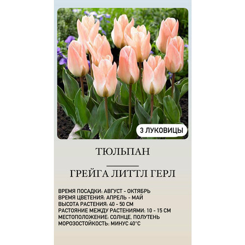 Тюльпан луковицы многолетних цветов