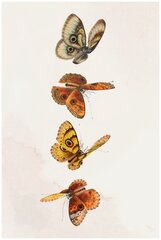 Постер / Плакат / Картина Бабочки - Бабочки в полёте 50х70 см в подарочном тубусе