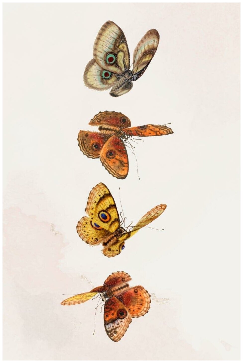 Бабочки - Бабочки в полёте