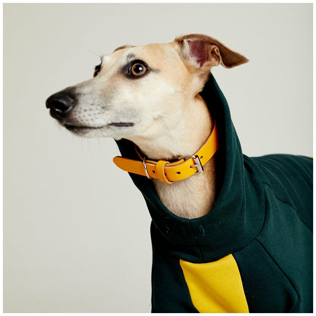 WOOFLER / Толстовка для Уиппета, худи из футера для борзых, зимняя одежда для собак мелких и средних пород, желто-зеленый М44 - фотография № 4