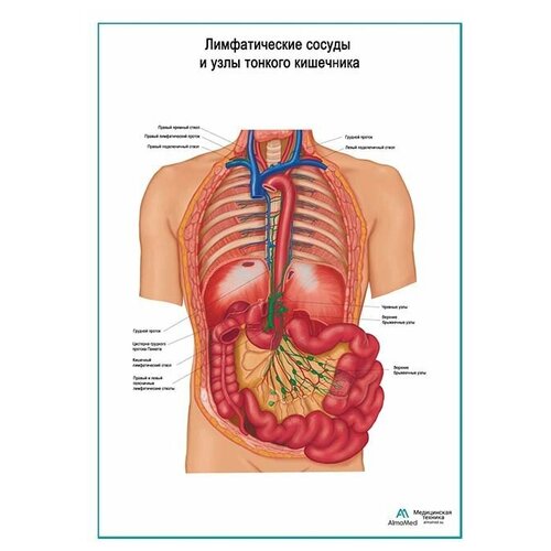 Лимфатические сосуды и узлы тонкого кишечника плакат, глянцевая фотобумага от 200 г/кв. м, размер A1+