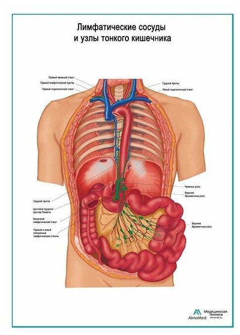 Лимфатические сосуды и узлы тонкого кишечника плакат, глянцевая фотобумага от 200 г/кв. м, размер A2+