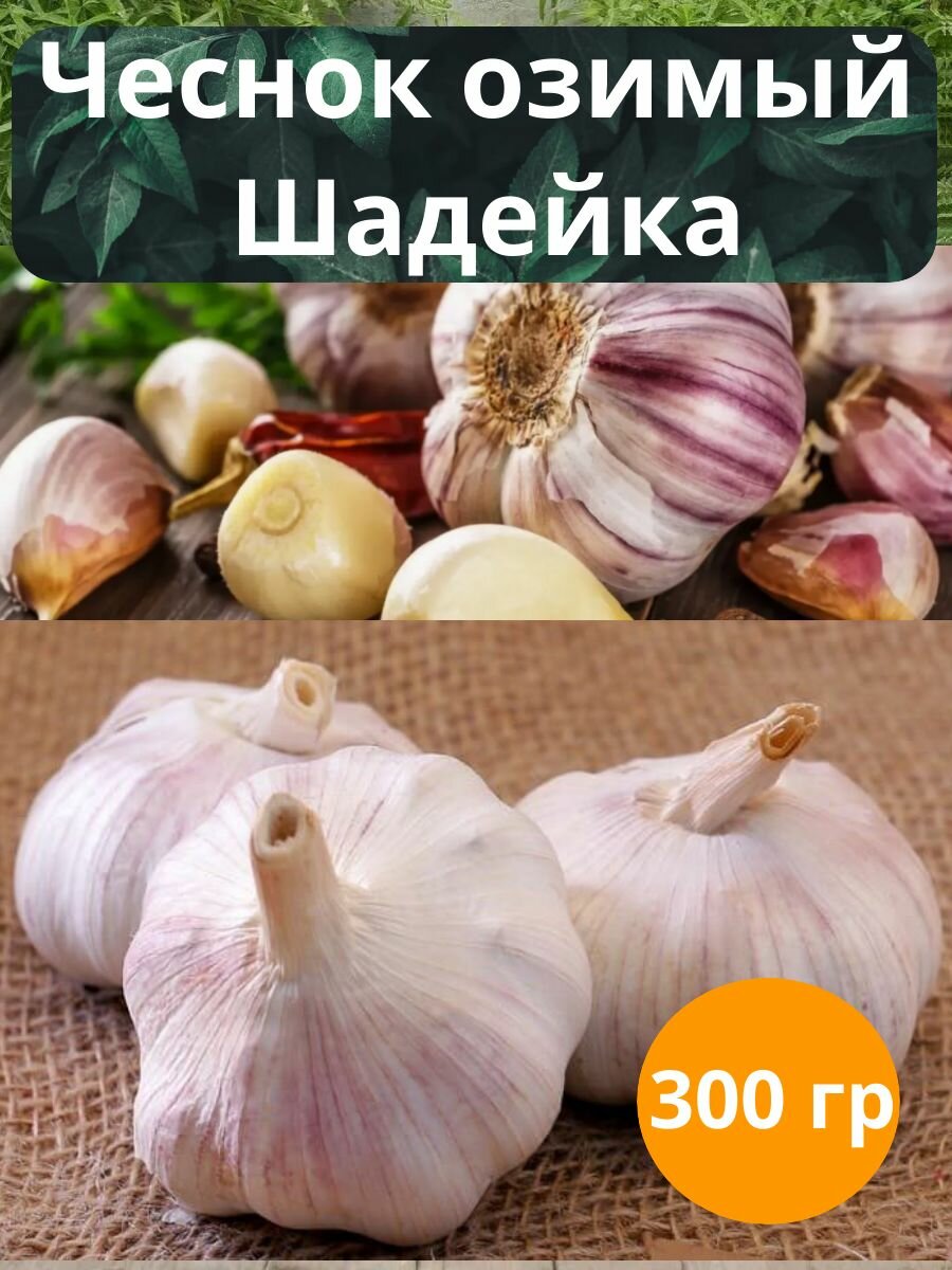 Чеснок озимый Шадейка 0.3 кг