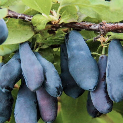 Изображение товара Жимолость Дочь Великана 1 шт / высокоурожайный, морозостойкий сорт