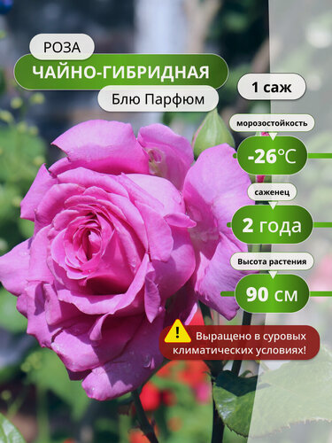 Изображение товара Роза чайно-гибридная "Блю Парфюм", 70см, многолетняя, 1шт, сиреневая/розовая