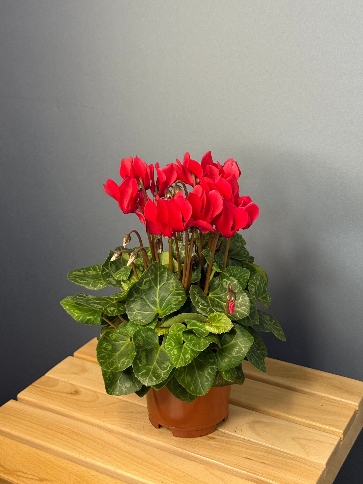 Цикламен персидский малиновый Cyclamen persicum) — яркий акцент с утончёнными цветами