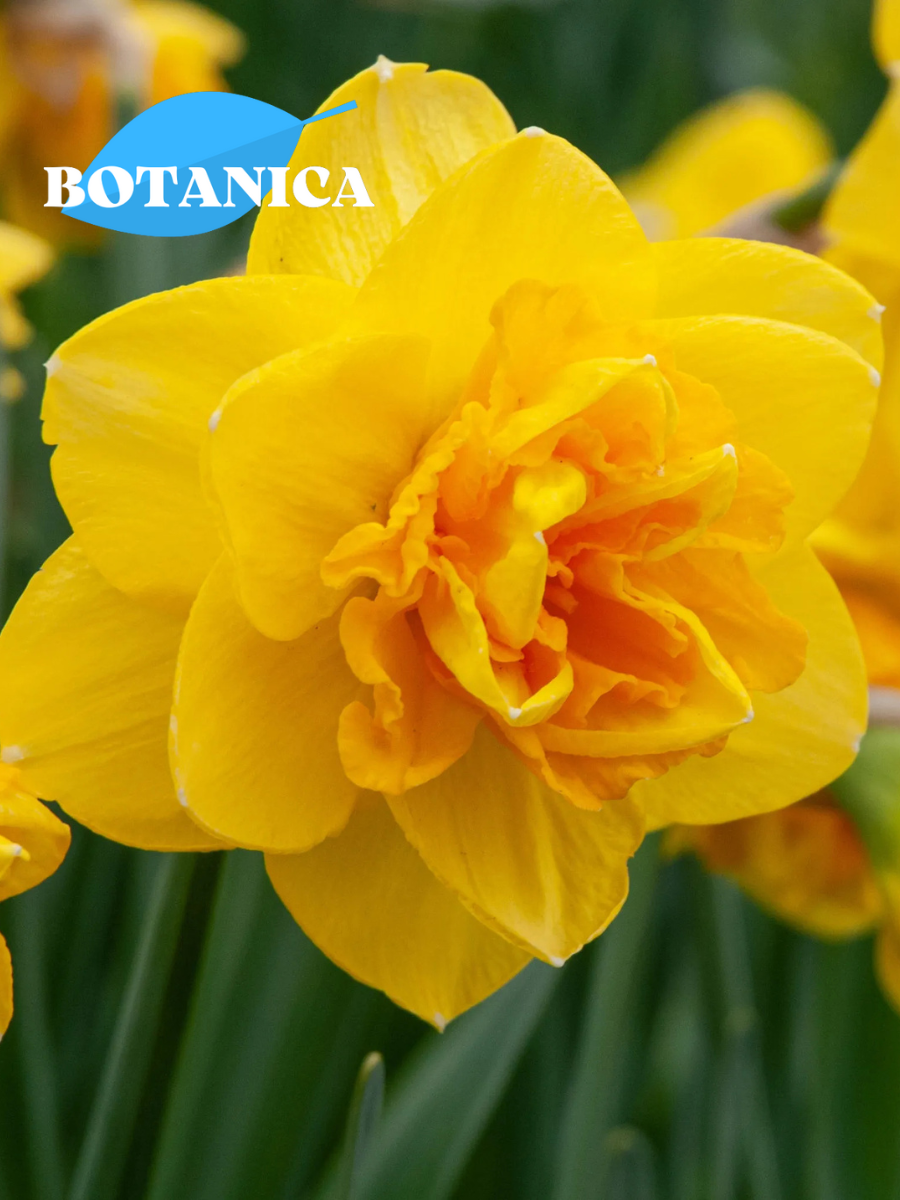 Луковицы цветов botanica garden Нарцисс Индирас ( 3 штуки )