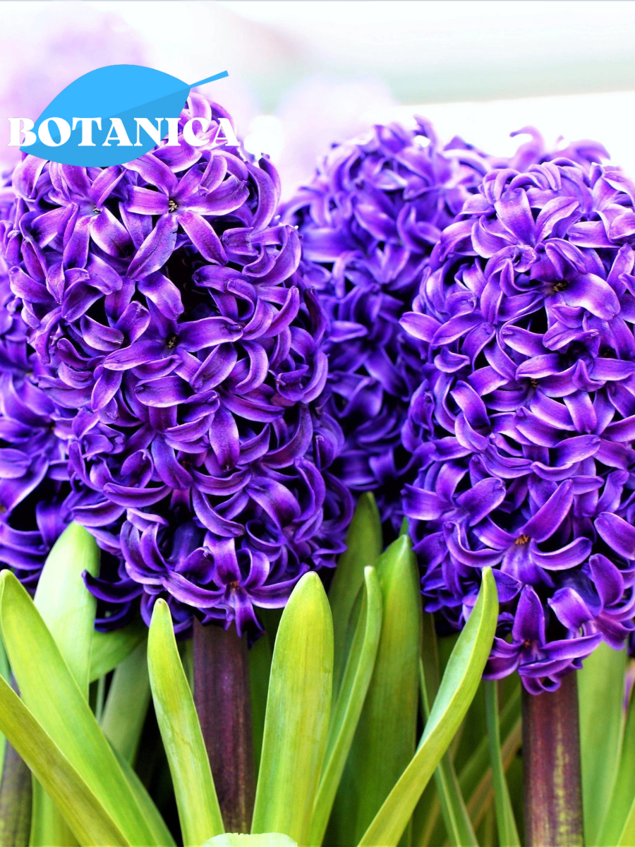 Луковицы цветов botanica garden Гиацинт Питер Стьювесант (2 штуки)