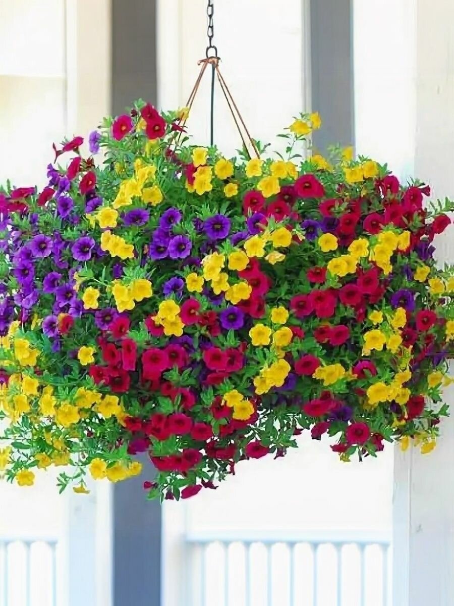 Калибрахоа професииональные семена