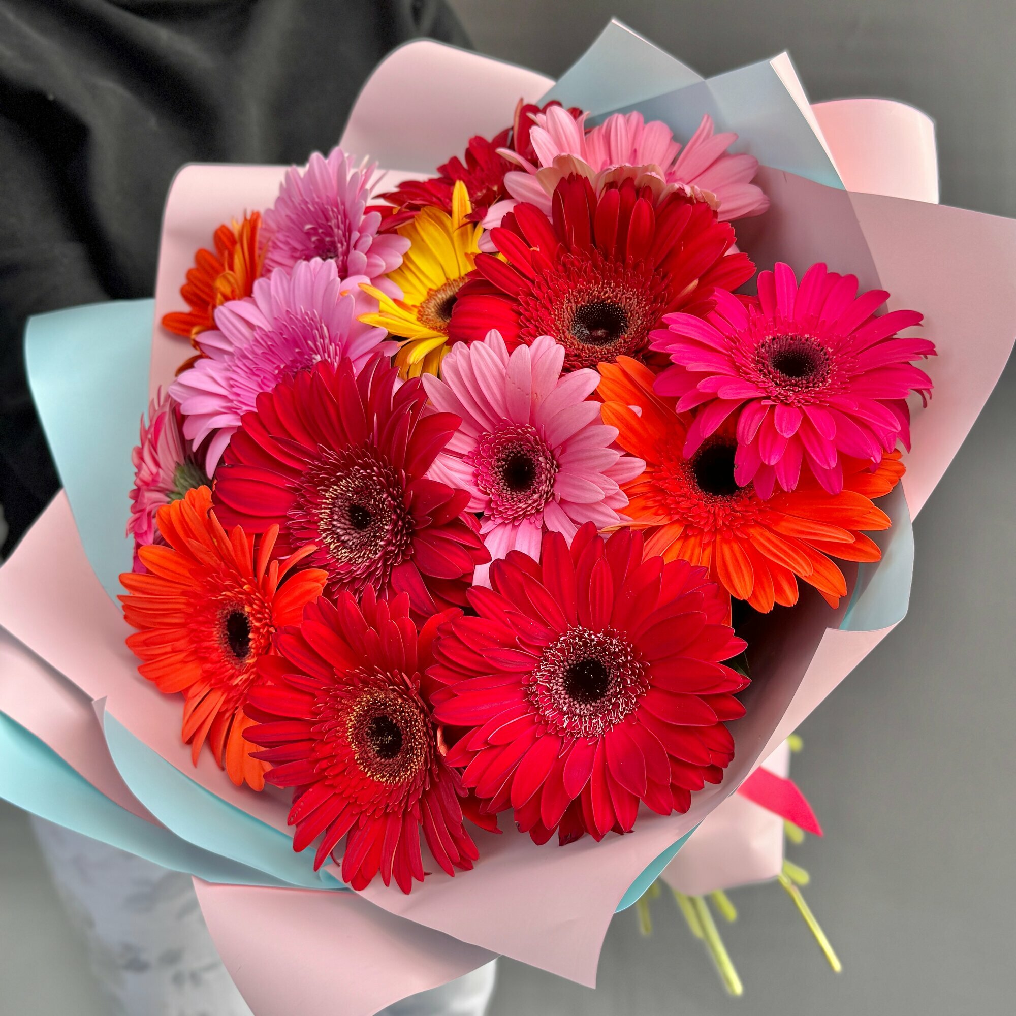 Герберы 21 шт в двухцветной упаковке арт. 02511785 трес st hi npo kr ak