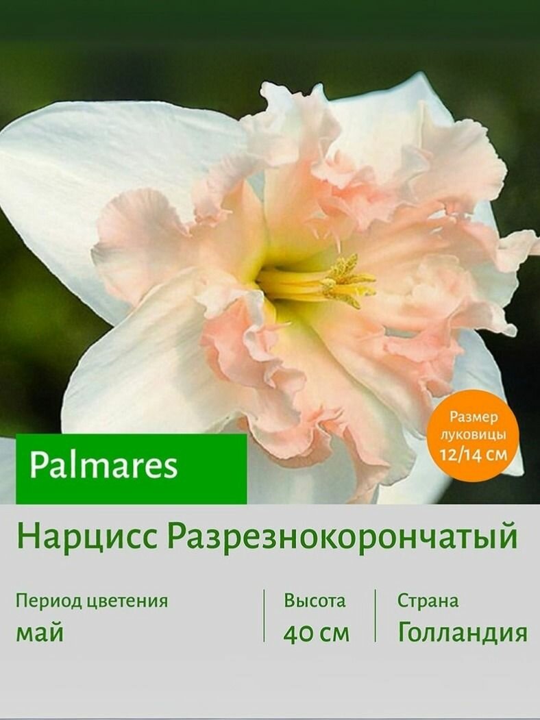Нарцисс Палматарес (Palmares) разрезнокорончатый луковицы 2 шт сотка