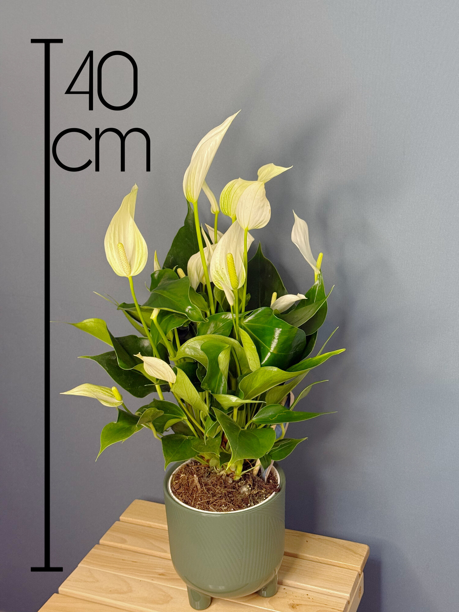 Антуриум Андреанум Белый (Anthurium andreanum) — чистота и изысканность в вашем интерьере