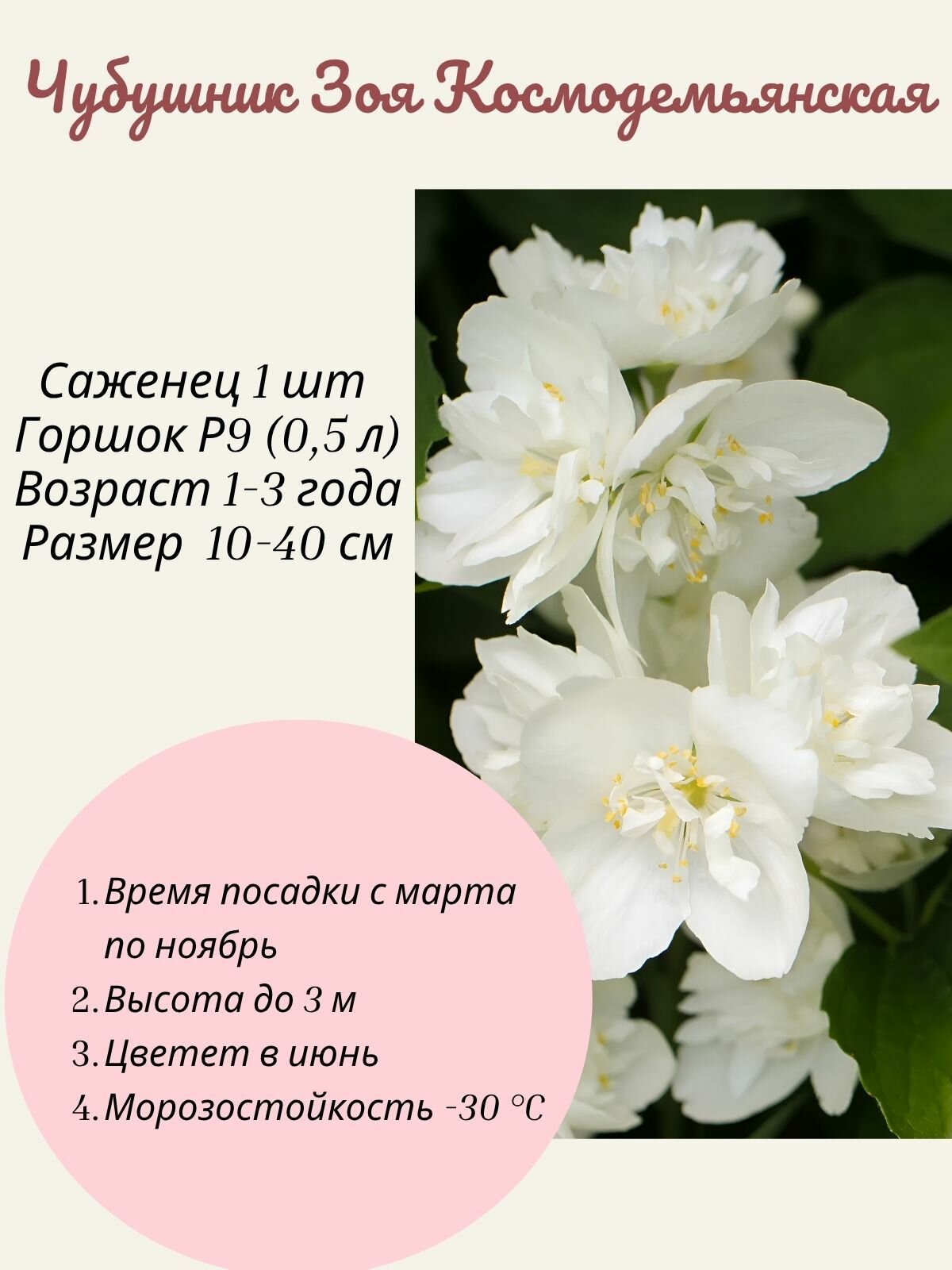 Чубушник (Жасмин) Зоя Космодемьянская 1 шт саженец в горшке Р9