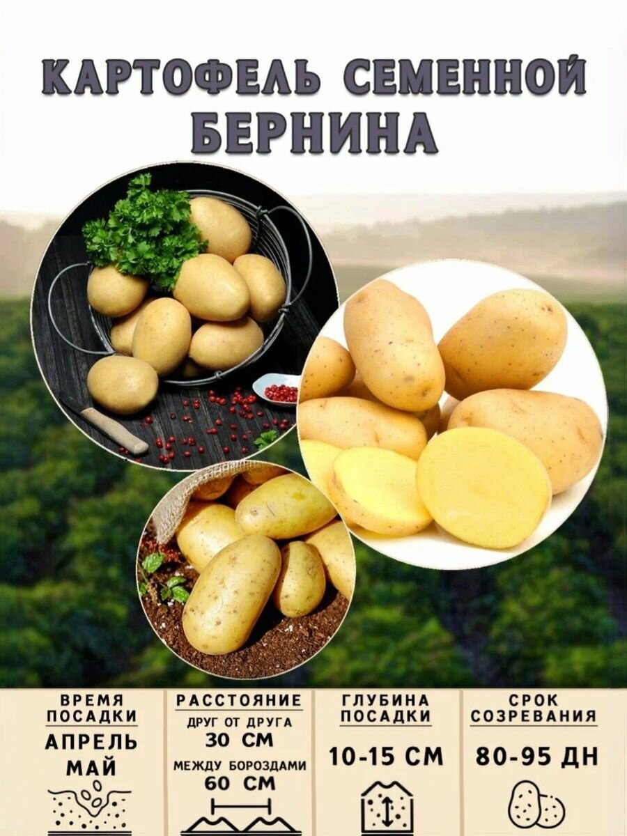 Картофель семенной Бернина 2 кг