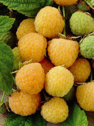 Изображение товара Малина крупноплодная Желтая Медовая 1 шт / морозостойкий сорт