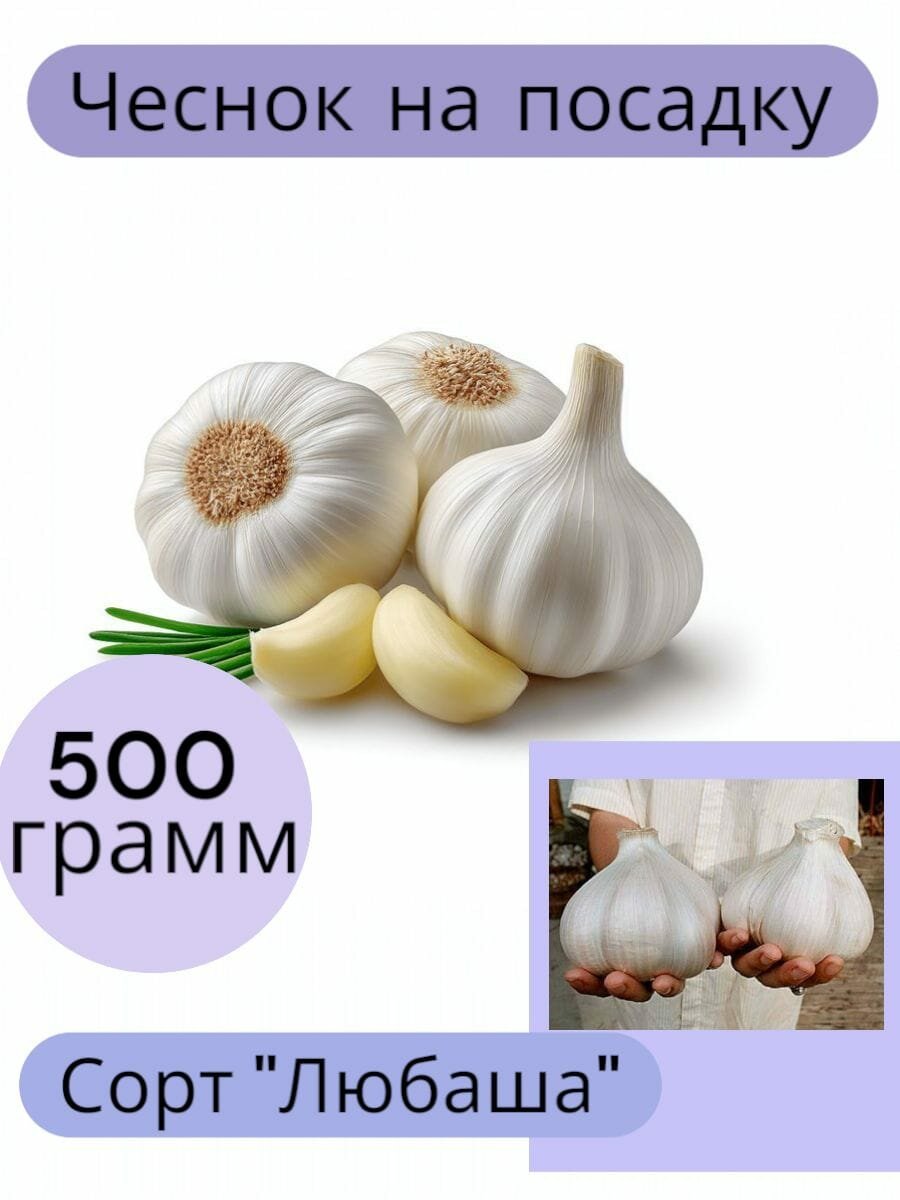 Чеснок на посадку озимый / Сорт отборный/ любаша для посадки осенью 05кг