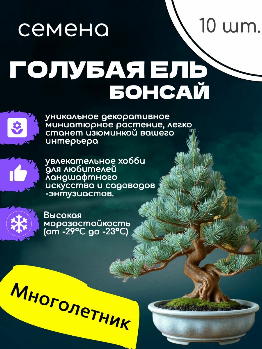 Семена ели голубой "Бонсай", для комнатного выращивания и декора, 10 штук