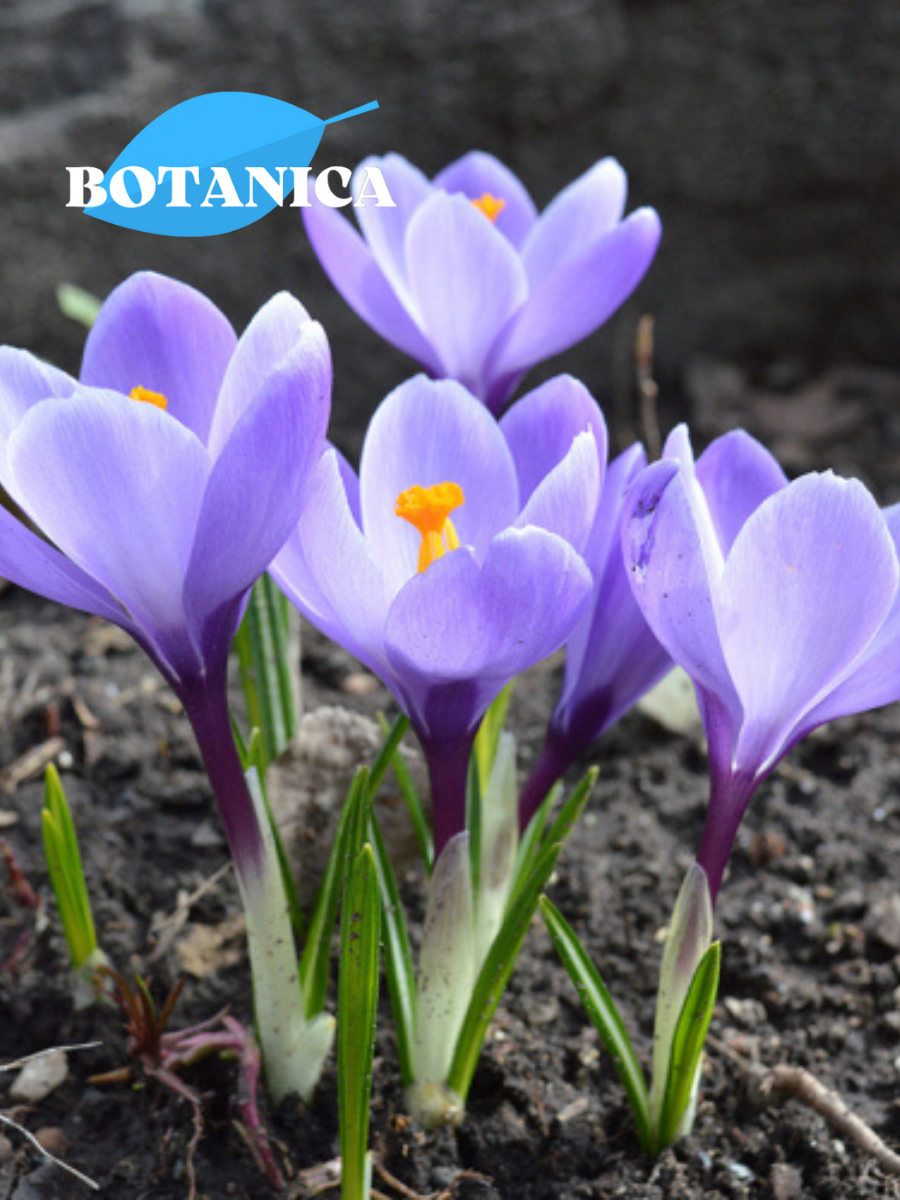 Луковицы цветов botanica garden Крокус Гранд Мэтр 5 штук (фиолетовый)