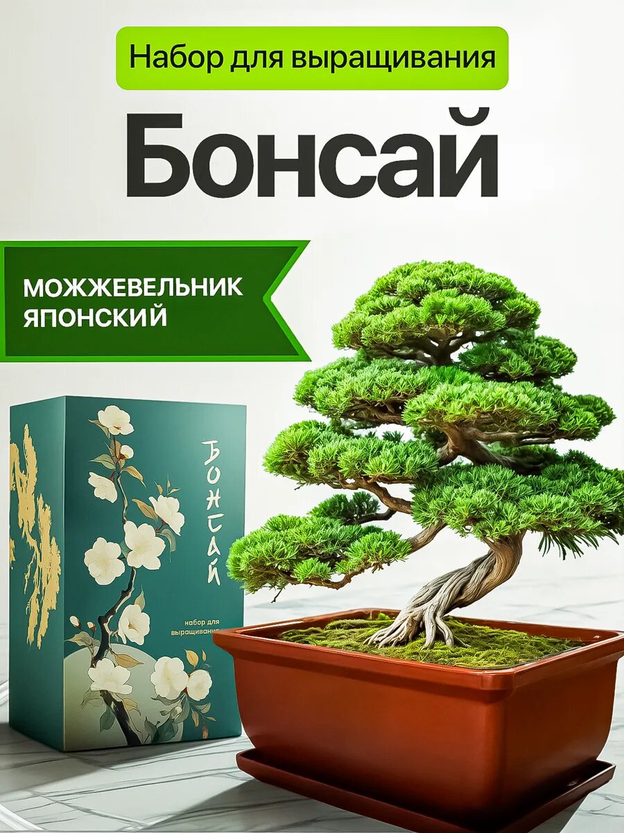 Бонсай набор для выращивания растений Можжевельник