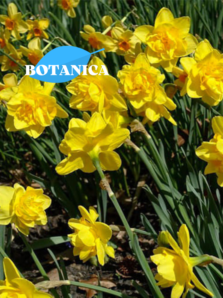 Луковицы цветов botanica garden Нарцисс Куинс Дей (3 штуки)
