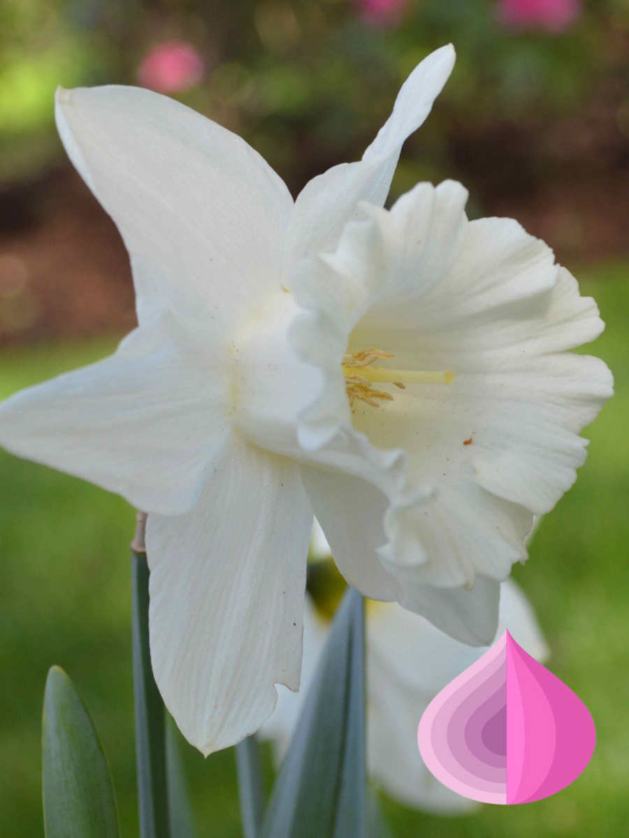 Луковицы цветов bulbs servise Нарцисс Маунт Худ  белый ( 5 штук )