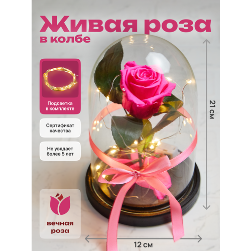 фото Роза в колбе живая, вечная, стабилизированная "mini" 22 см, подарок на 8 марта, на день рождения, на свадьбу, фуксия вечная роза