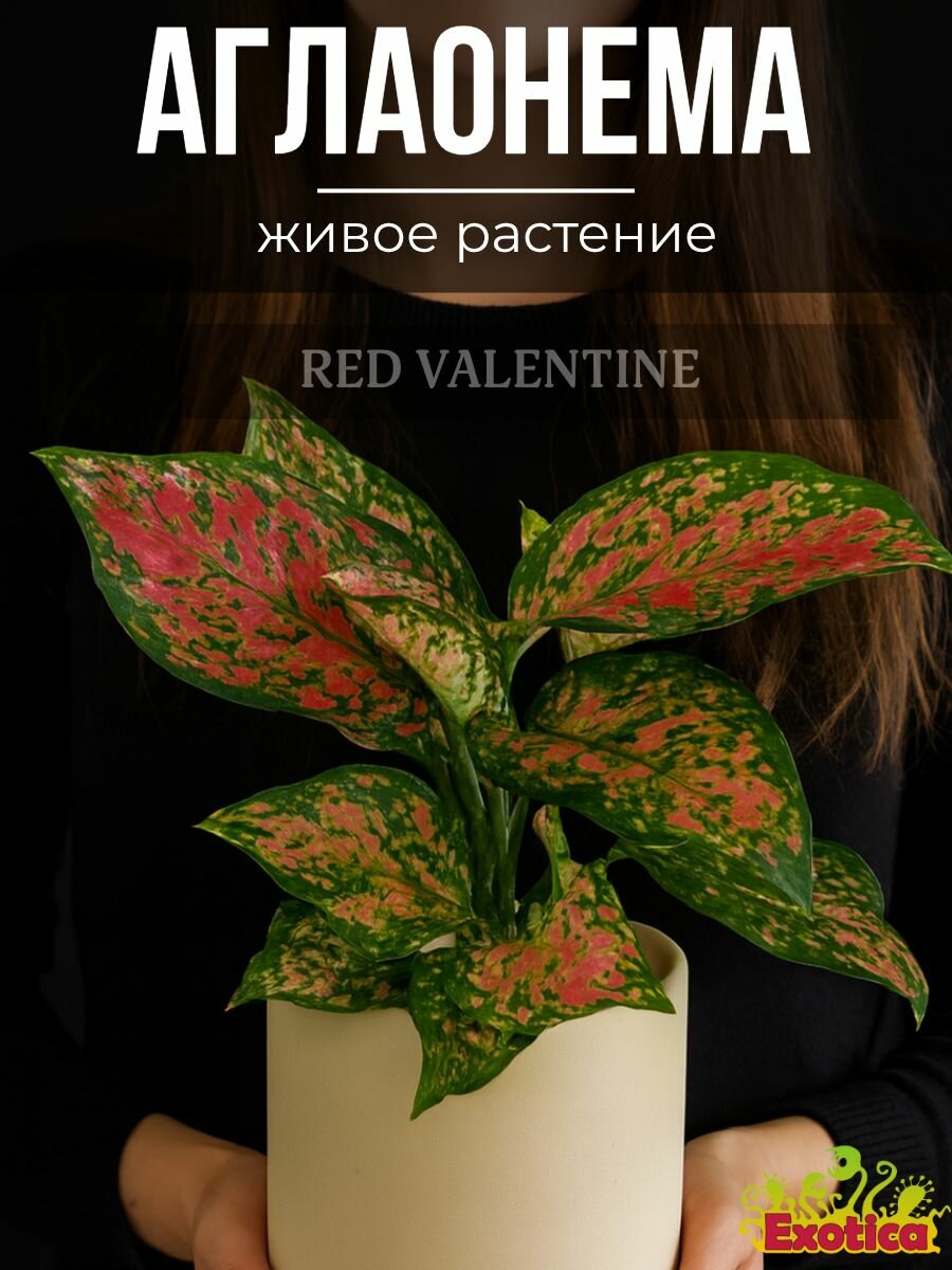 Аглаонема Ред Валентин или Ред Валентайн (Aglaonema Red Valentine) D6см комнатный цветок