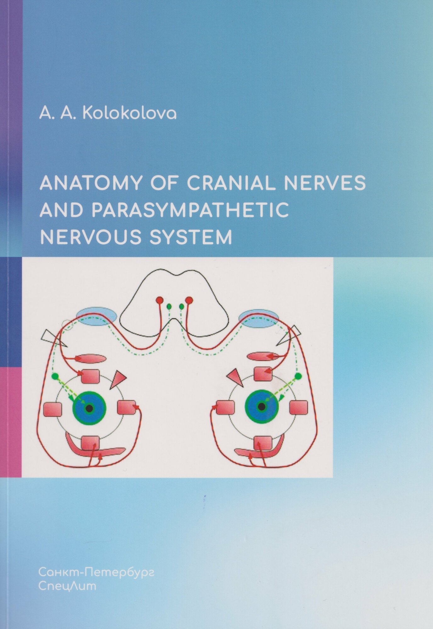Anatomy of cranial nerves and parasympathetic nervous system (Анна Колоколова)