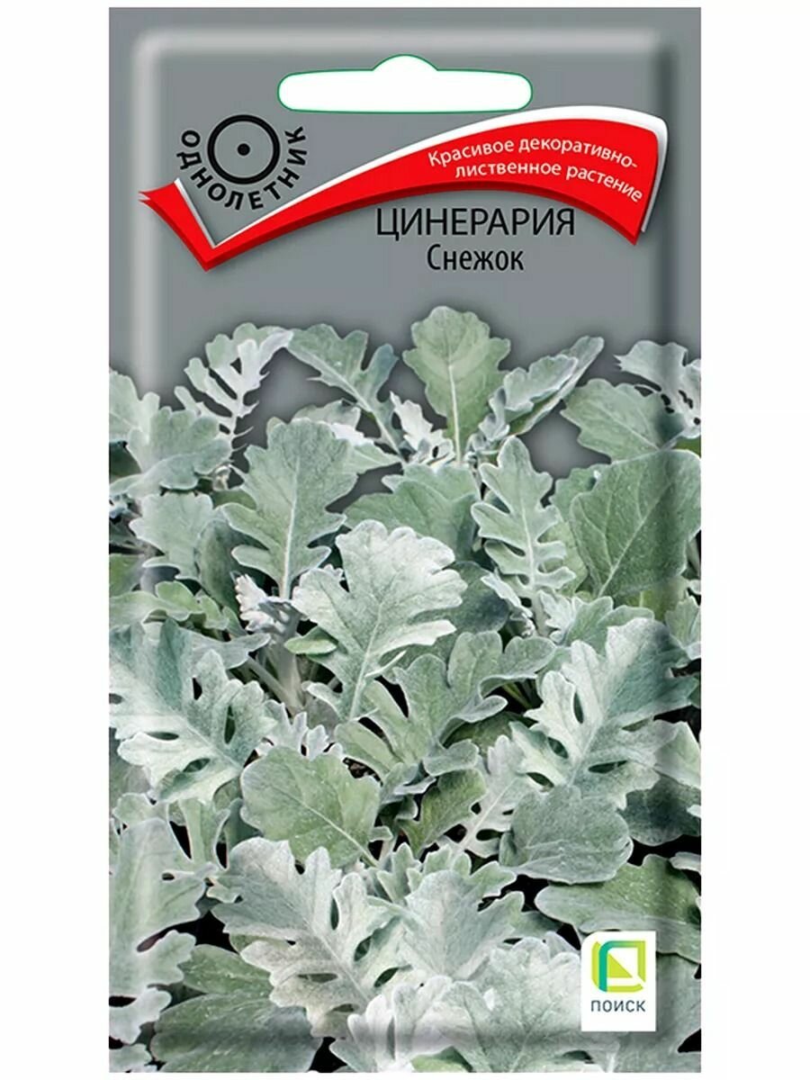 Цинерария Снежок 0.1 г / Поиск