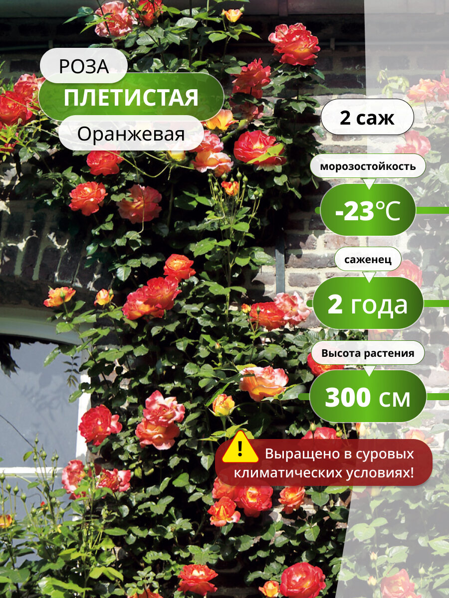 Роза плетистая "Оранжевая", многолетняя, высота 300 см, оранжевая, 2