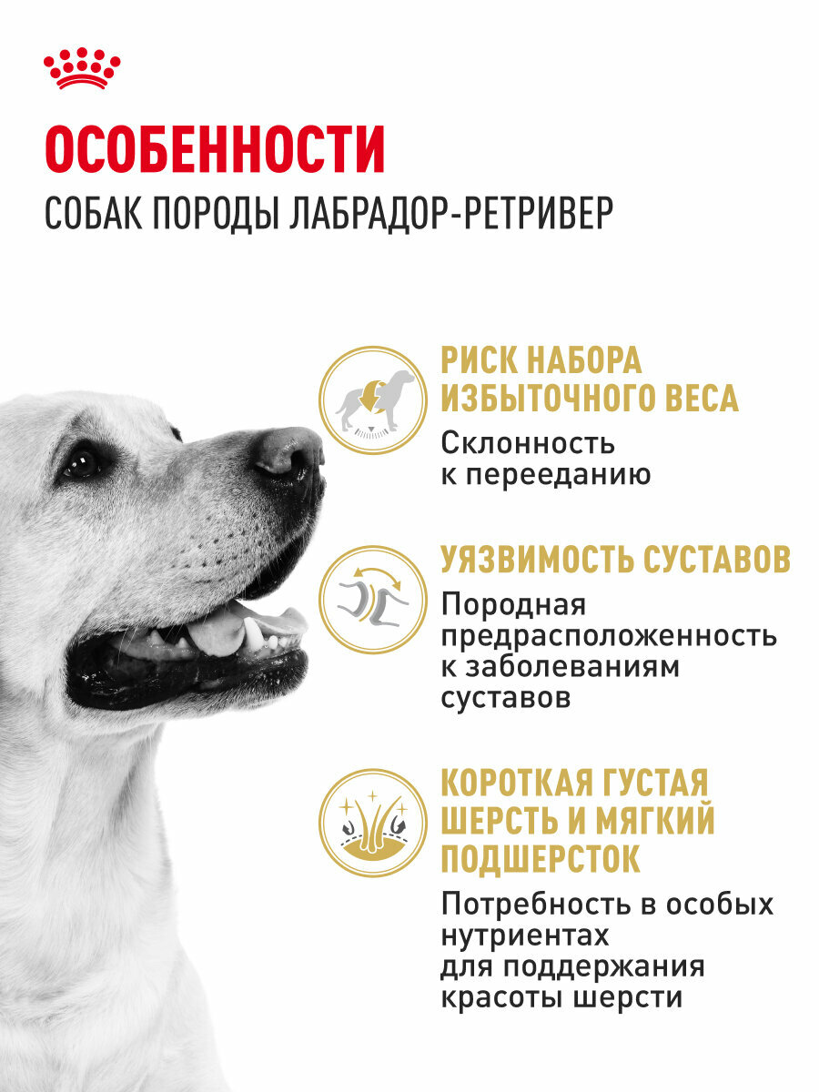 Сухой корм для собак Royal Canin Adult для породы лабрадор ретривер, 3 кг — фото 1
