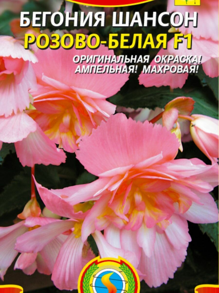 Бегония Шансон Розово-белая F1 клубневая ампельная 10 шт Плазменные семена